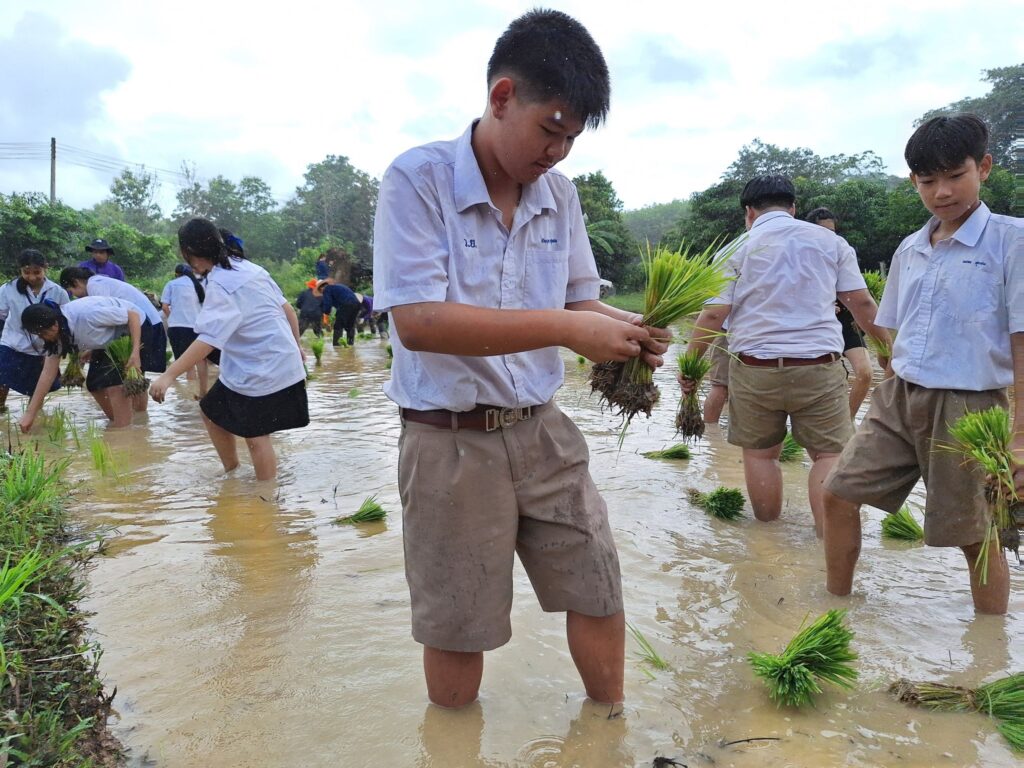 กิจกรรมปลูกข้าว(ดำนา)